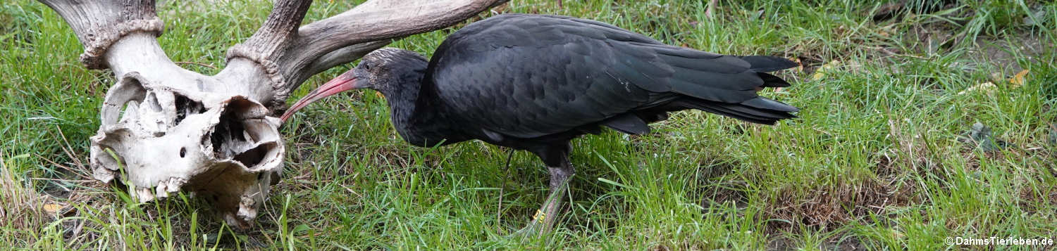 Waldrapp (Geronticus eremita)