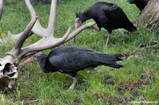 Waldrappe (Geronticus eremita) im Zoo Leipzig