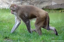 Rhesusaffe (Macaca mulatta) im Zoo Leipzig