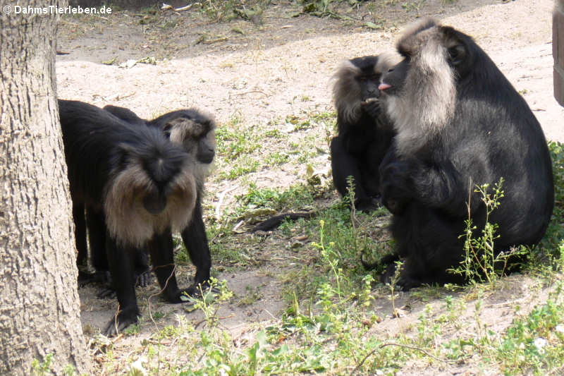 Bartaffen (Macaca silenus)