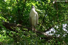 Nachtreiher (Nycticorax nycticorax) im Zoo Leipzig