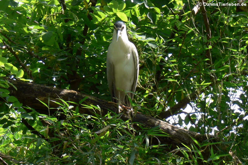 Nachtreiher (Nycticorax nycticorax)