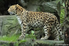 Amurleopard (Panthera pardus orientalis) im Zoo Leipzig