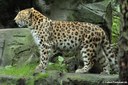 Panthera pardus orientalis