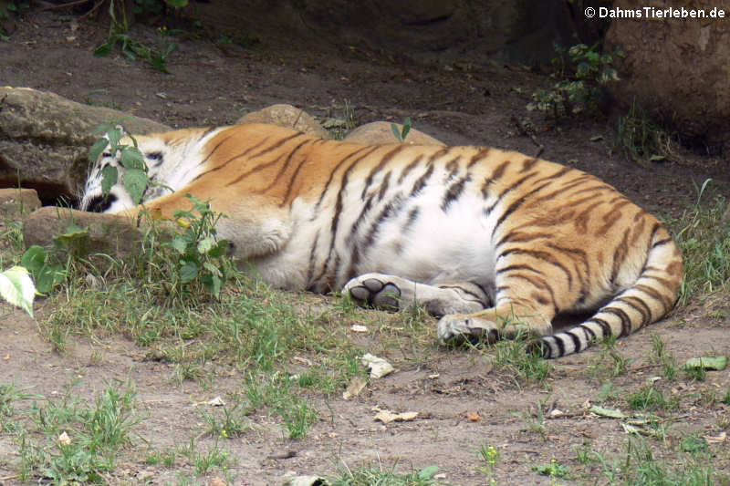 Amurtiger (Panthera tigris altaica)