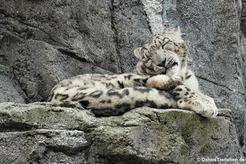 Schneeleopard (Panthera uncia)