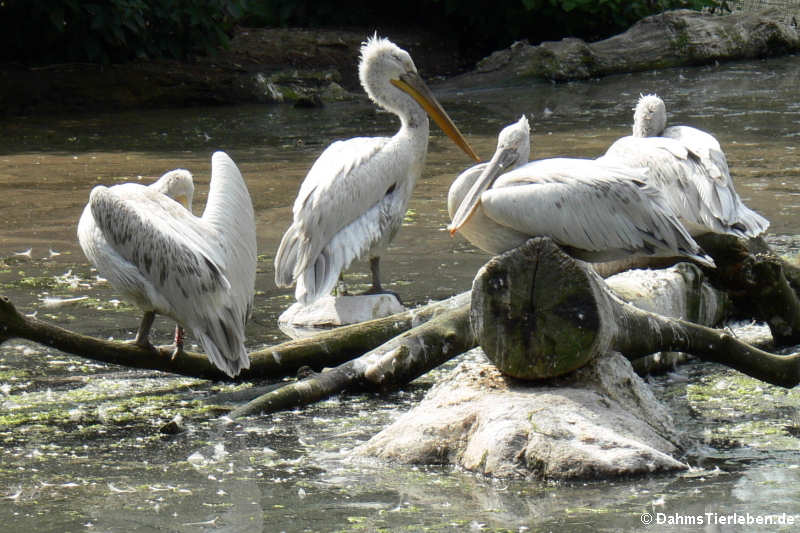 Krauskopfpelikane (Pelecanus crispus)