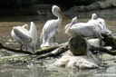 Pelecanus crispus