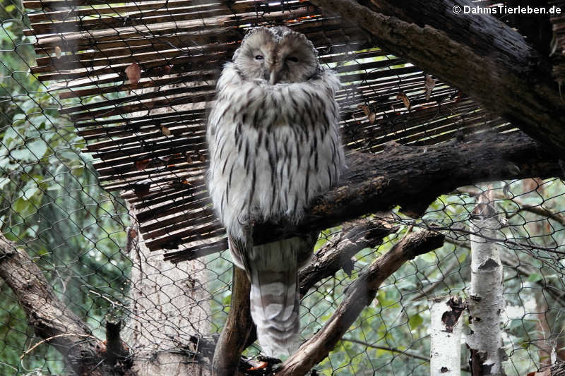 Habichtskauz (Strix uralensis)