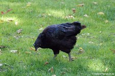 Cemani (Gallus gallus f. domestica) im Zoo Leipzig