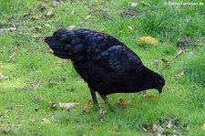 Cemani (Gallus gallus f. domestica) im Zoo Leipzig