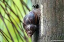 Achatschnecke