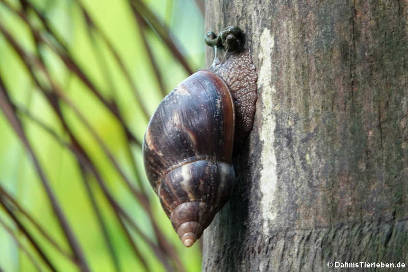 Achatschnecke (möglicherweise Achatina fulica)