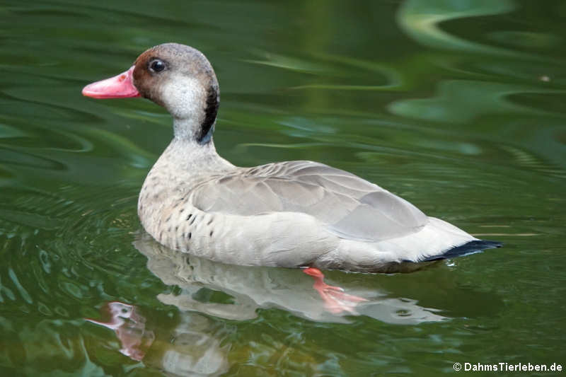 Kleine Amazonasente (Amazonetta brasiliensis brasiliensis)