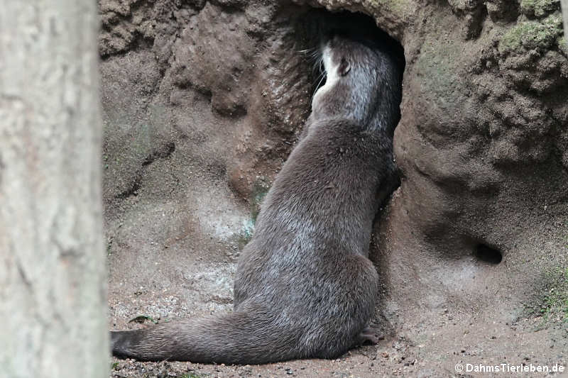 Zwergotter (Aonyx cinerea)