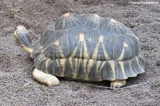 Strahlenschildkröte (Astrochelys radiata) im Zoo Leipzig