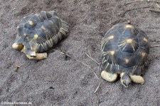 Strahlenschildkröte (Astrochelys radiata) im Zoo Leipzig