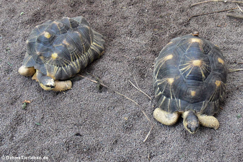 Astrochelys radiata