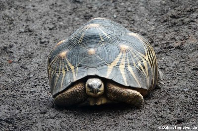 Strahlen­schildkröte (Astrochelys radiata)