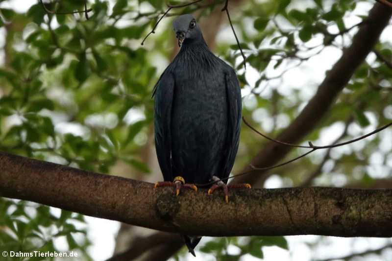 Kragentaube (Caloenas nicobarica)