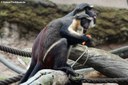 Cercopithecus hamlyni