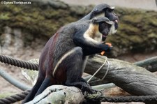 Eulenkopfmeerkatzen (Cercopithecus hamlyni) im Zoo Leipzig