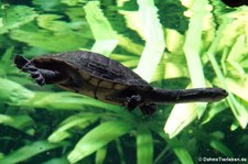 Glattrücken-Schlangenhalsschildkröte (Chelodina longicollis) im Zoo Leipzig