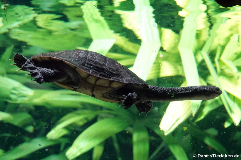 Chelodina longicollis