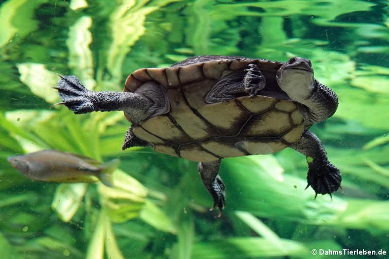 Chelodina longicollis