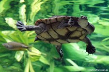 Glattrücken-Schlangenhalsschildkröte (Chelodina longicollis) im Zoo Leipzig