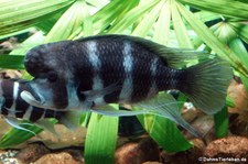 Tanganjika-Beulenkopf (Cyphotilapia frontosa) im Zoo Leipzig