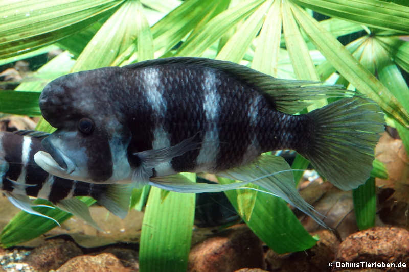 Tanganjika-Beulenkopf (Cyphotilapia frontosa)