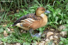 Gelbe Pfeifgans (Dendrocygna bicolor) im Zoo Leizpig