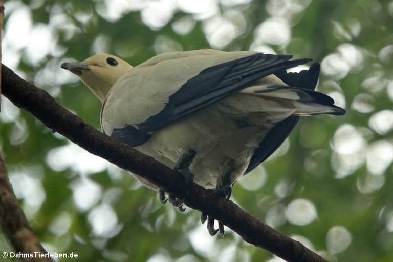 Ducula bicolor