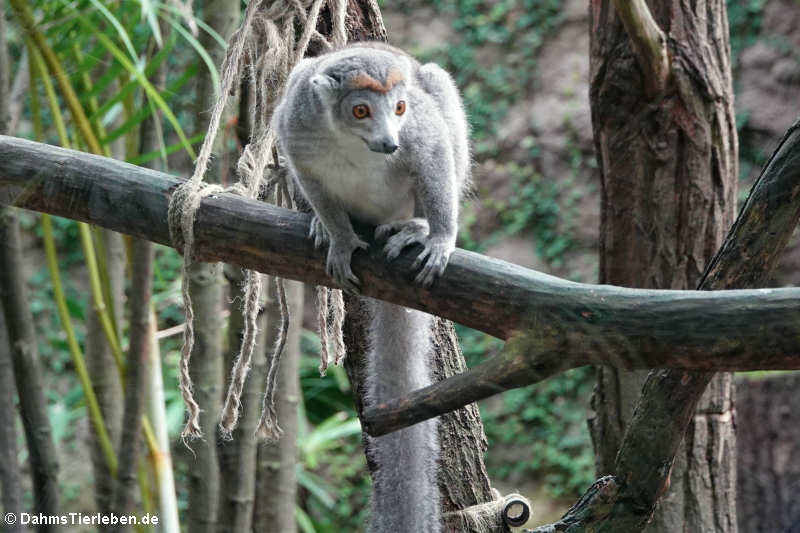 weiblicher Kronenmaki (Eulemur coronatus)