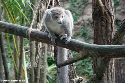 weiblicher Kronenmaki (Eulemur coronatus)