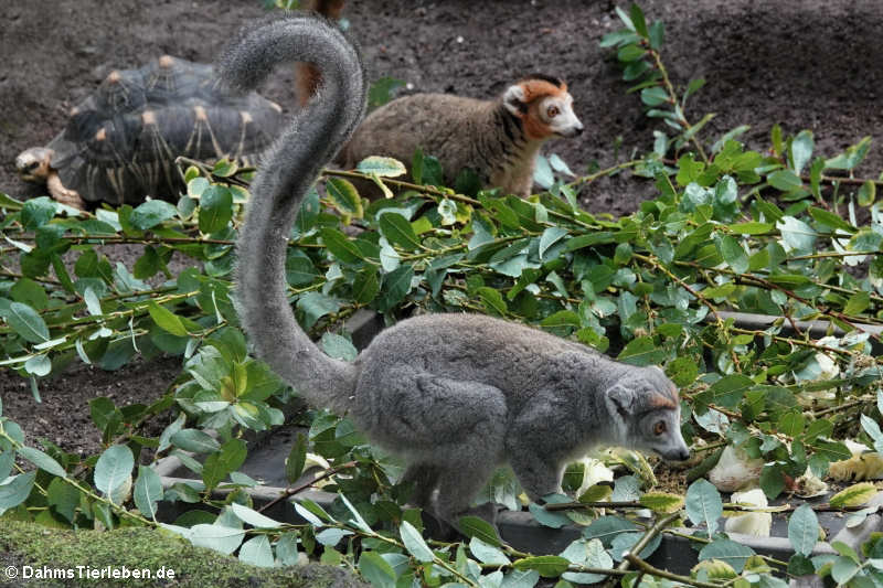 Kronenmakis (Eulemur coronatus)