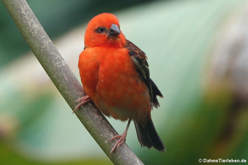 Madagaskarweber (Foudia madagascariensis)