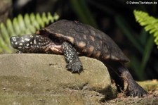 Strahlen-Dreikielschildkrote (Geoclemys hamiltonii) im Zoo Leipzig