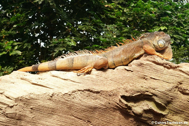 Grüner Leguan (Iguana iguana)