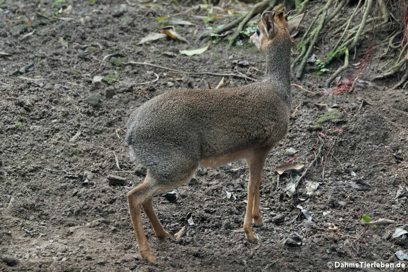 Kirk-Dikdik (Madoqua kirkii)