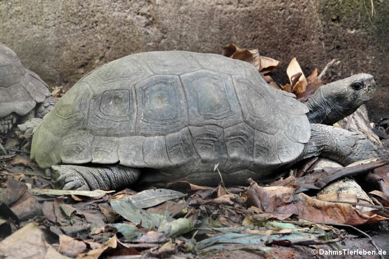 Südliche Braune Landschildkröte (Manouria emys emys)