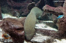 Australischer Lungenfisch (Neoceratodus forsteri) im Zoo Leipzig