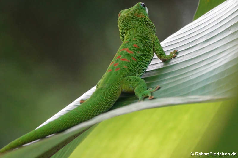 Großer Taggecko (Phelsuma grandis)