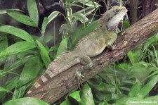 Grüne Wasseragame (Physignathus cocincinus) im Zoo Leipzig