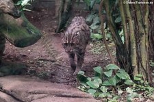 Fischkatze (Prionailurus viverrinus) im Zoo Leipzig