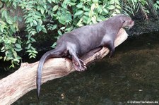 Riesenotter (Pteronura brasiliensis) im Zoo Leipzig