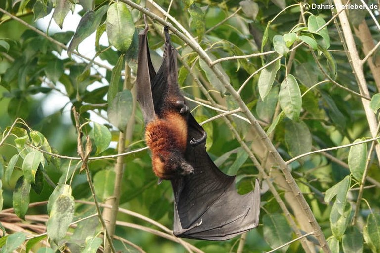 Pteropus hypomelanus condorensis