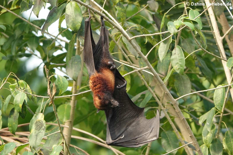 Vietnam-Inselflugfuchs (Pteropus hypomelanus condorensis)