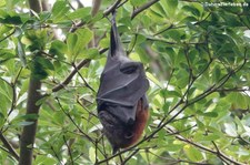 Vietnam-Inselflugfuchs (Pteropus hypomelanus condorensis) im Zoo Leipzig